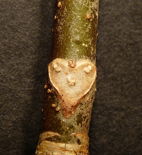 {Aesculus glabra}